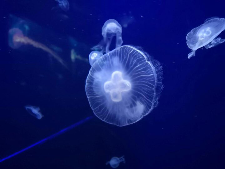 Ocanarium